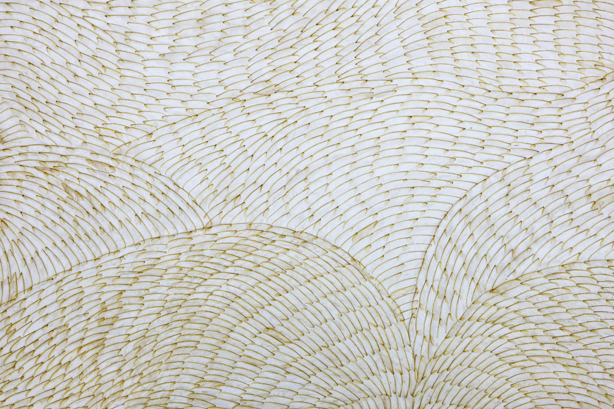 Back-lit termite-wings are arranged in a fluid formation.