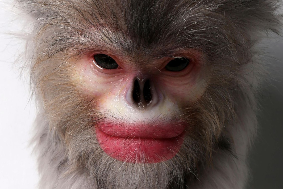 A close-up detail of a monkey-like-monster's face.
