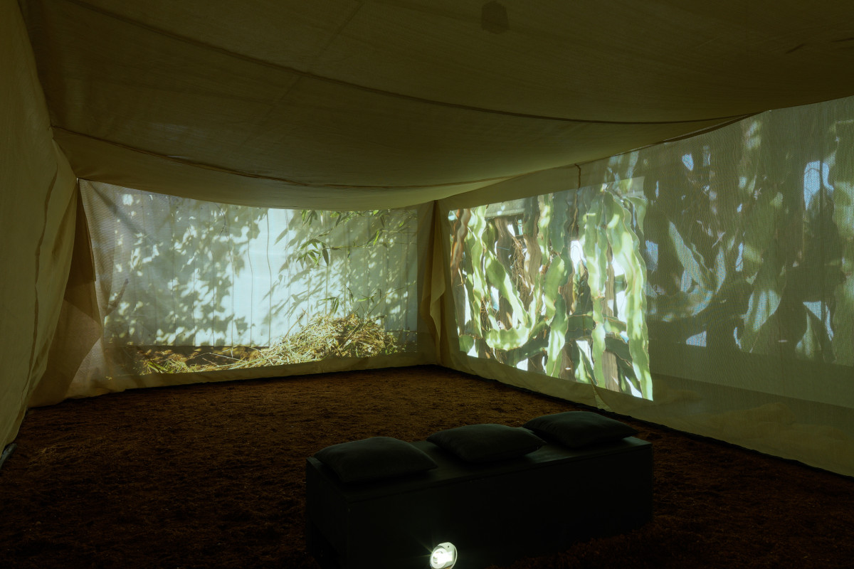 Inside the suspended shade cloth structure in centre of gallery. Projections featuring leaves spill outward onto the walls from within the structure. Dirt is on the ground.