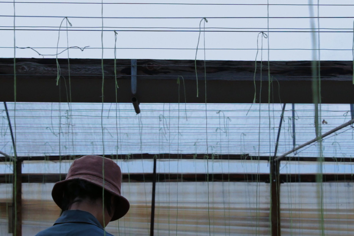 Person looking down inside shade house structure.
