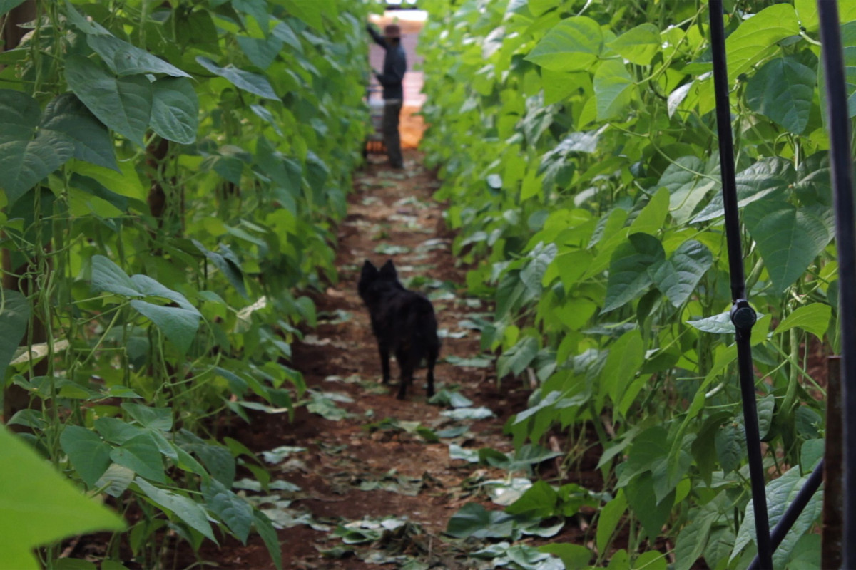 Dog looking at person in distance, within a walkway between bean plants.