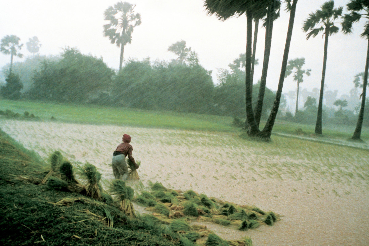 Man works in a field, with heavy rain and wind.