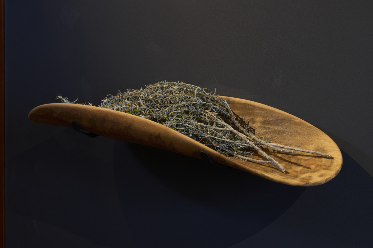 Brad Darkson's artwork 'botanic coolamon'