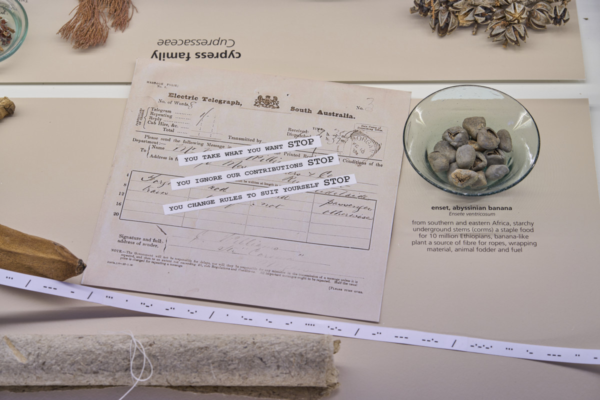 Brad Darkson's artwork in the Museum of Economic Botany display case.