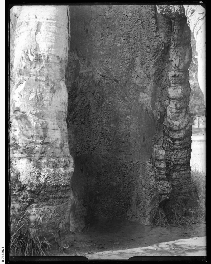 A black and white archival film photograph of a large tree trunk.