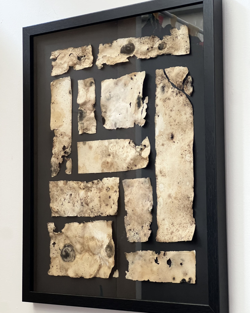 A framed artwork by Katey Smoker, featuring various rectangular pieces of paper which have been intentionally left to decay in compost. The paper looks decayed and dirty, consumed by slaters, other bugs and mould.