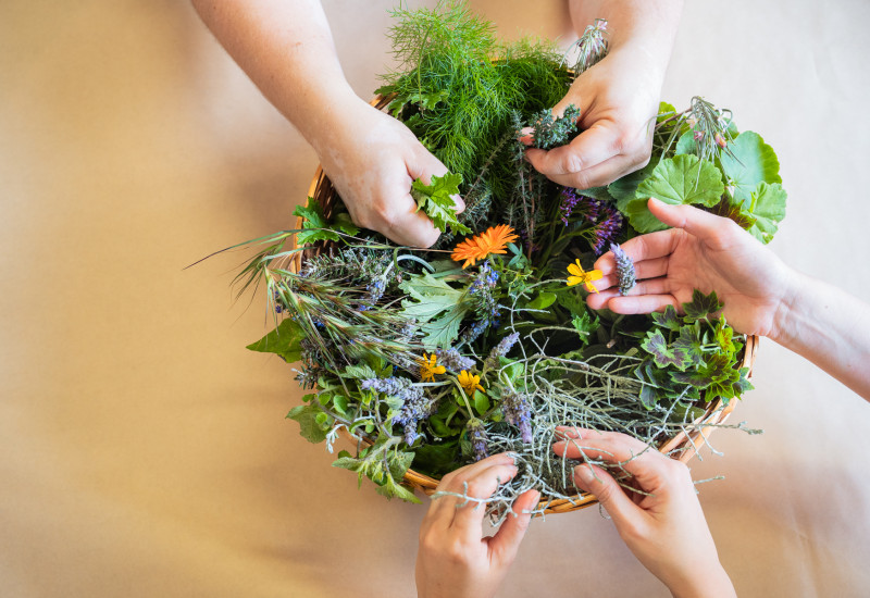 Embodied Plant Identification Tour