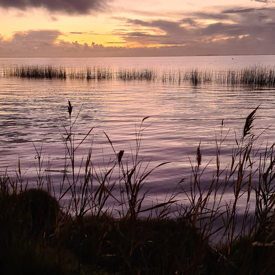 A body of water at sunset, full of reeds