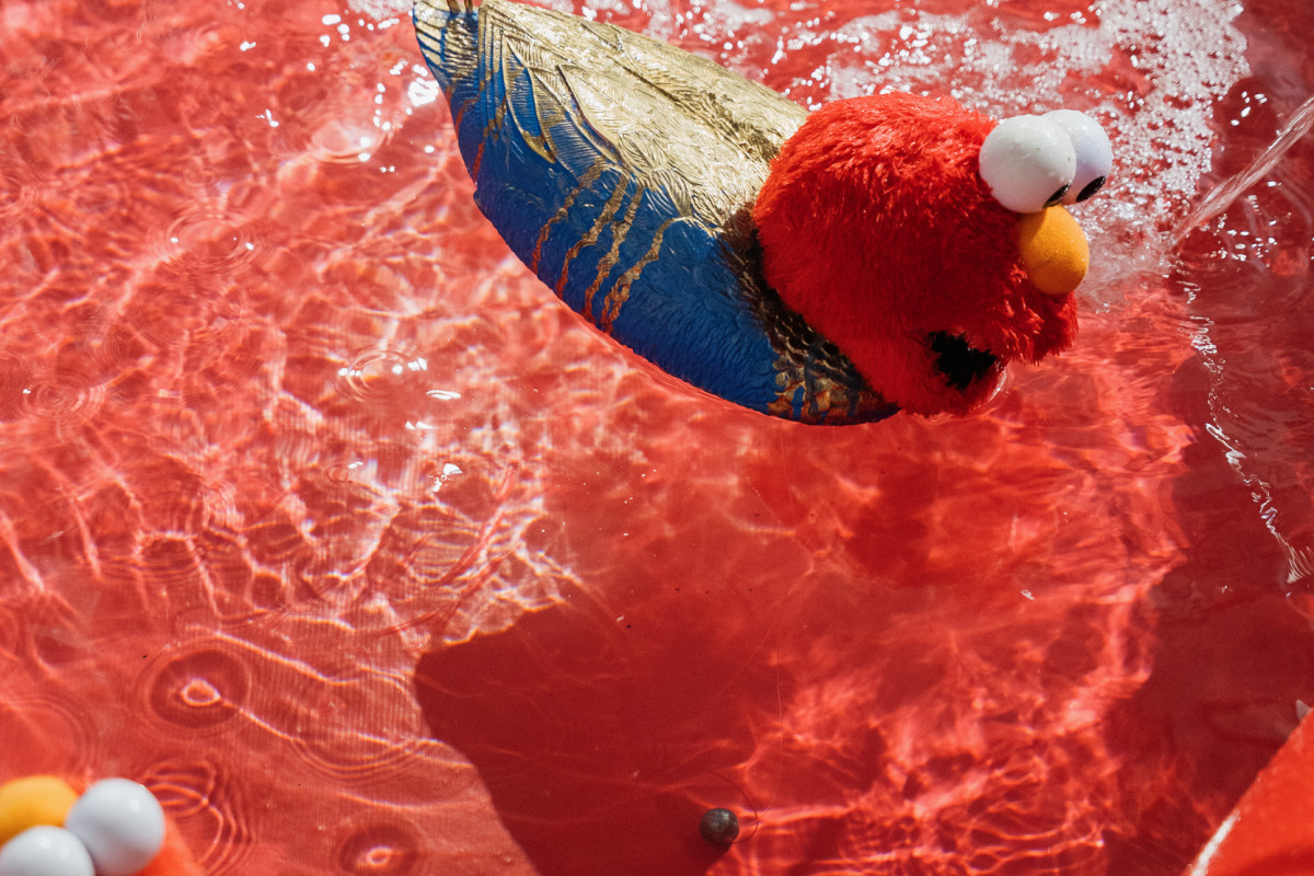 Close up of Truc's pool of toy fish Koi, made from dismembered soft toy heads and koi bodies.