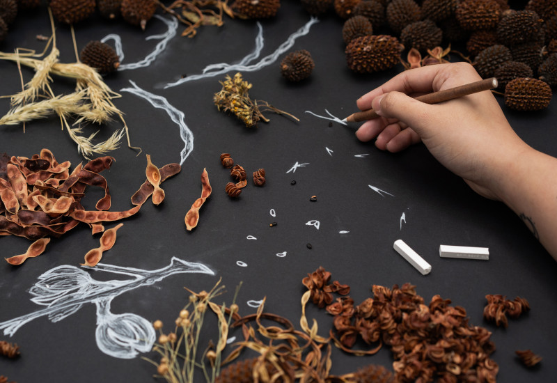 Pods Hold Stories: Seed Drawing Workshop