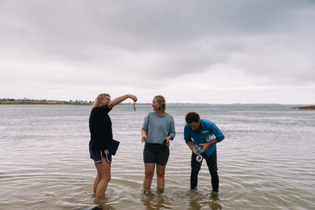 Three people stand in water and inspect some seaweed like objects.